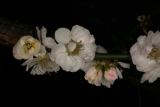 Prunus mume 'Omoi-no-mama' RCP1-08 098.jpg